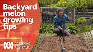 How to grow watermelon varieties in a small space  Growing Fruit and Vegies  Gardening Australia [upl. by Letsirk661]