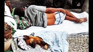 ¡Las imágenes más hermosas del mundo¡ Perros y vagabundos MORIRAS DE TERNURA [upl. by Orv]