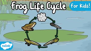 The Life Cycle of a Frog  Frog Life Cycle  Science for Kids [upl. by Toland]