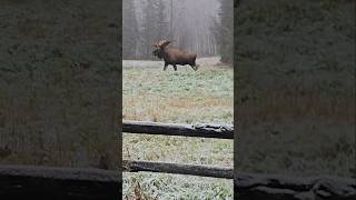 Bull moose in the field getting ready for a fight [upl. by Lait]