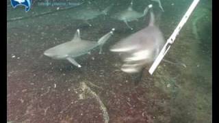 Shark Feeding machines Silvertips Part 1 [upl. by Roberson480]