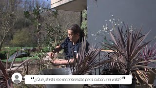 ¿Qué planta me recomiendas para cubrir una valla  Briconsulta  Jardinatis [upl. by Jillie]