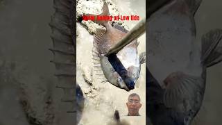 Spear Fishing on Low tide DIY spears [upl. by Standush]