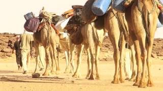 Les Toubous du Sahara  Tchad [upl. by Laddy]