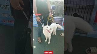 Cheapest Pet Market In Kolkata  Gallif Street Pet Market kolkata  Dog Wholesale Market In kolkata [upl. by Aidualk]