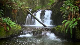 The Forest Waterfall HD  The Calming Sound of Water [upl. by Juli99]