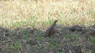 Des Perdrix en plein repas [upl. by Hoebart]