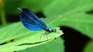 Dragonfly damselfly the beautiful demoiselle Calopteryx virgo male Greece [upl. by Abe]