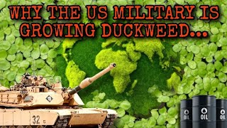 How Duckweed Could Save The World amp Your Aquarium Too The Insane Benefits of Duckweed Lemna minor [upl. by Alenas687]