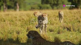 quotCheetah Rewilding Restoring Americas Pleistocene Predatorquot [upl. by Malanie802]