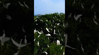 White Egrets Wings Sound [upl. by Anaic]