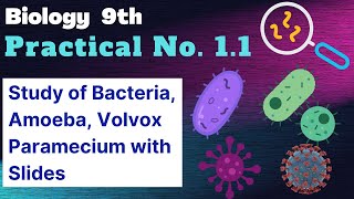 Study of different types of bacteria Amoeba Paramecium Volvox with the help of preparaed slides [upl. by Nmutua]