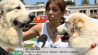 CAT DOG BUS [upl. by Wallinga]