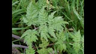 Wild Plant Guide Foraging Walks Anthriscus sylvestris wild chervil  cow parsley part 1 [upl. by Ybrik]