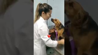 Dogdog doglife doglover dogs love song pets youtubeshorts bollywood [upl. by Francisca]