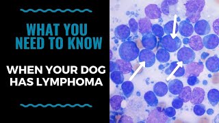 What You Need To Know When Your Dog Has Lymphoma VLOG 120 [upl. by Yekram]