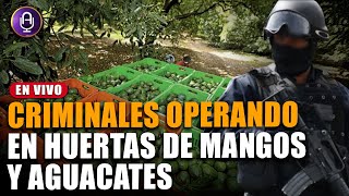 ¿Criminales controlan huertas de aguacate y mango en Michoacán  ProgCompleto 260624 [upl. by Drews37]