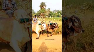 very powerful Ongole gittalu  Ongole bulls  MID Ongole bulls Dheera Rana [upl. by Frere277]