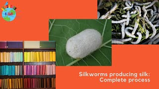 How do silkworms make silk [upl. by Barhos]