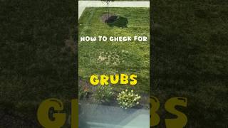 How to Check for Grubs shorts lawn [upl. by Kristel]