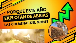 Las Colmenas este año en el Monte de Eucalipto van a explotar de abejas y preparamos las colmenas [upl. by Smoht78]