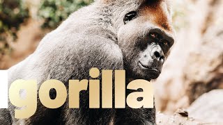 Lets Learn Wildlife Animals Gorilla [upl. by Ardnasak]