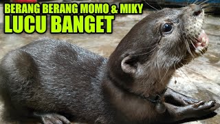 BERANG BERANG LUCU DAN PINTAR SMART CUTE OTTERS 😂😀🦦😍👀 [upl. by Nicoli]