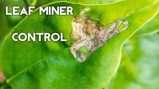 Organic Leaf Miner Control on citrus and other plants [upl. by Parthenia889]