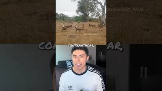 Leopardo VS Perros Salvajes VS Hienas 😈  shorts animals wildanimals [upl. by Tekcirc]