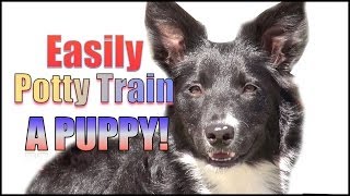 How to Potty Train amp Crate Train a Puppy OR Dog HUMANELY and EFFECTIVELY [upl. by Dimitri]