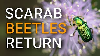 Swarms of green scarab beetles Are they a problem [upl. by Sabec]