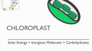 Chloroplast [upl. by Yevrah769]