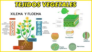 TEJIDOS VEGETALES Meristemático Epidermis Peridermis Xilema Floema Esclerénquima Colénquima [upl. by Yekcor]