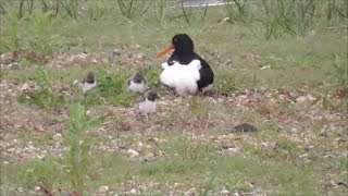 Eurasian Oystercatcher with chicks [upl. by Gnanmas]