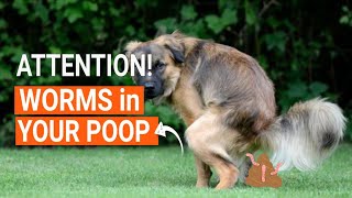 I FOUND WORMS in My DOGS PooP 🐶😨¡HELP [upl. by Anoved]