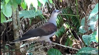 Mountain Imperial Pigeon in Malaysia [upl. by Sauer]