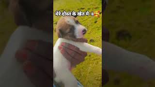 Khet mein dog 🐕 like subscribe like [upl. by Ocsicnarf]