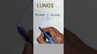 How to Draw Lungs anatomy medical shorts viral [upl. by Aneba737]