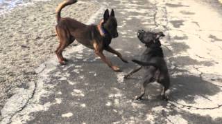 Dog Aggressive Pit Bull Socialization Progress  Dog Training in Buffalo NY [upl. by Adanama]