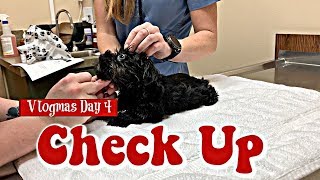 Our Puppy First Check Up  Vlogmas Day 4 [upl. by Amick]