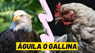 REFLEXIÓN  ÁGUILA O GALLINA  LA DECISIÓN ES TUYA [upl. by Nylidnarb]