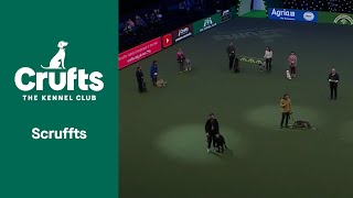 Scruffts Final  ​Crufts 2022 [upl. by Areic]