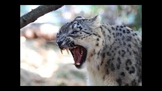 Natura selvaggia Documentari animali Predatori Arma Letale la Velocità completo ITA [upl. by Adnir]