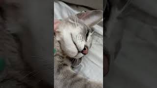 cat oriental catlover ориентальныйкот cute kitten animals рекомендации pets cutecat [upl. by Ann]