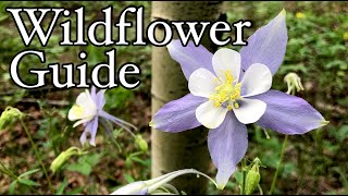 Wildflower guide to the Rocky Mountains  Colorado wildflowers identification [upl. by Clarisa]