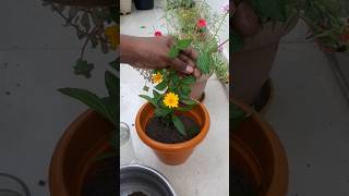 How to Grow Wedelia Plant  Creeping Daisy  Singapore daisy🌼 shorts gardening garden reels [upl. by Ajiak400]