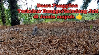 Panggilan tekukur Seladang jati banggo  untuk pancingan 100 ampuh 👍 [upl. by Oniuqa]