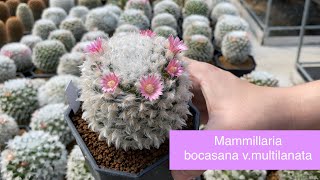 แนะนำสายพันธุ์กระบองเพชร Mammillaria bocasana vmultilanata  PB CACTUS Channel [upl. by Lexine]