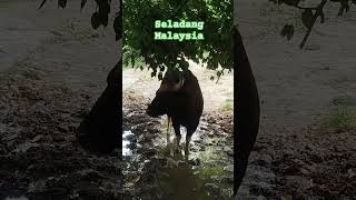 Seladang Malaysia [upl. by Enirehtakyram227]