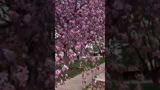 peaceful blooms crabapple mothernature mothernaturesbeauty pinkflowers [upl. by Nailliw]